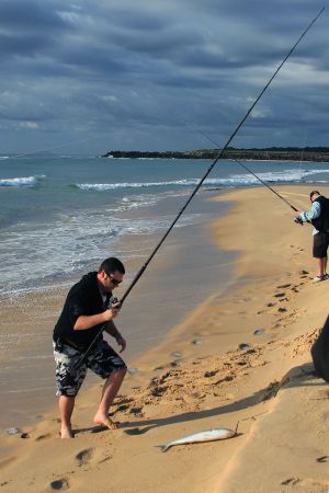 Lights … camera … fish!